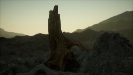 Dead-pine-tree-at-granite-rock-at-sunset